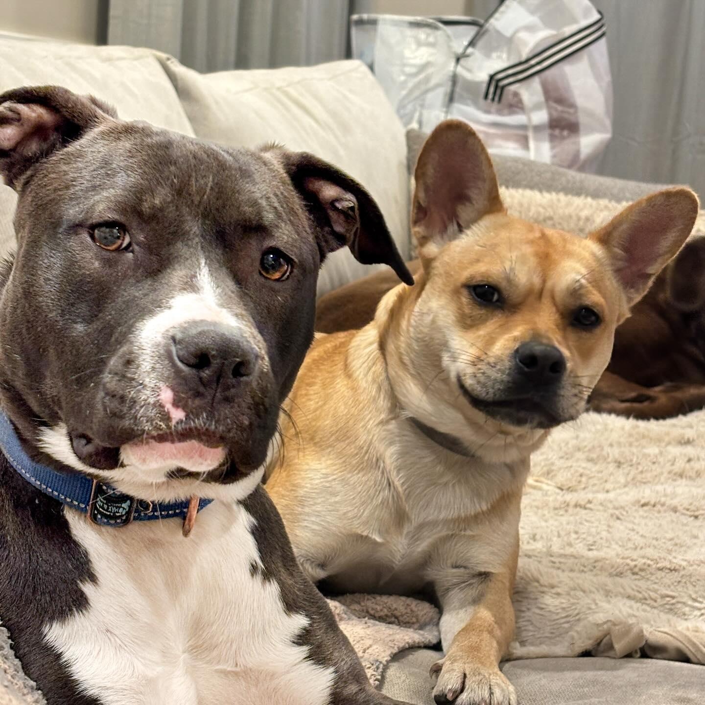 Enlarge Fawn, an adoption pending Pit Bull Terrier in Richmond, VA image 3/6