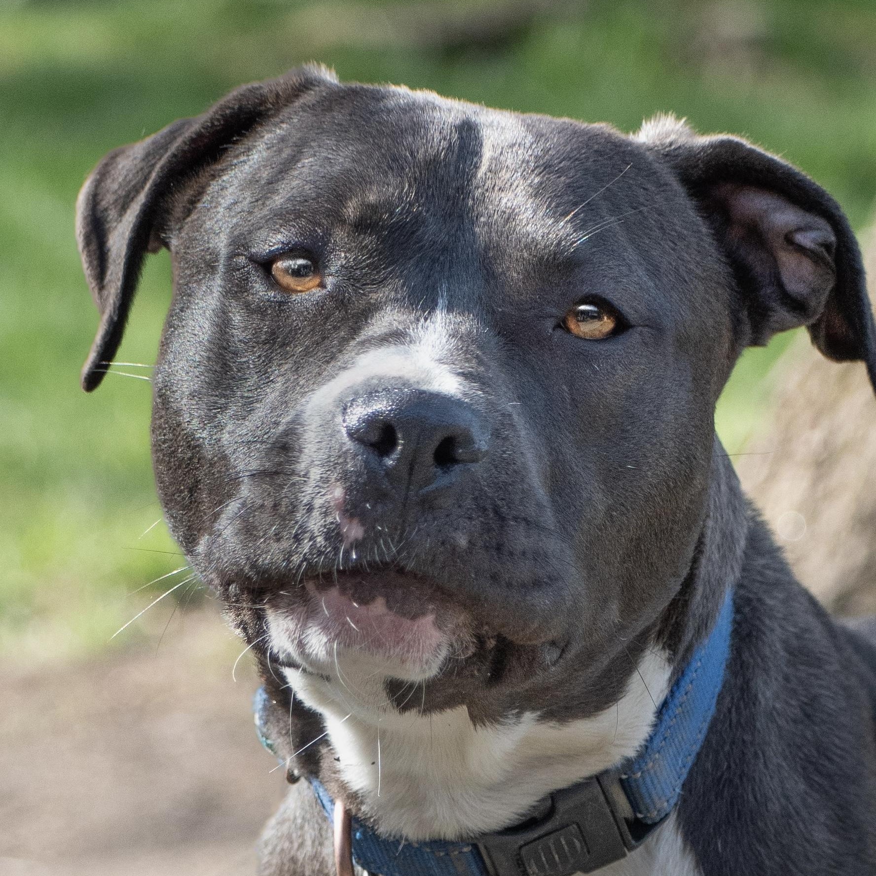 Enlarge Fawn, an adoption pending Pit Bull Terrier in Richmond, VA image 2/6