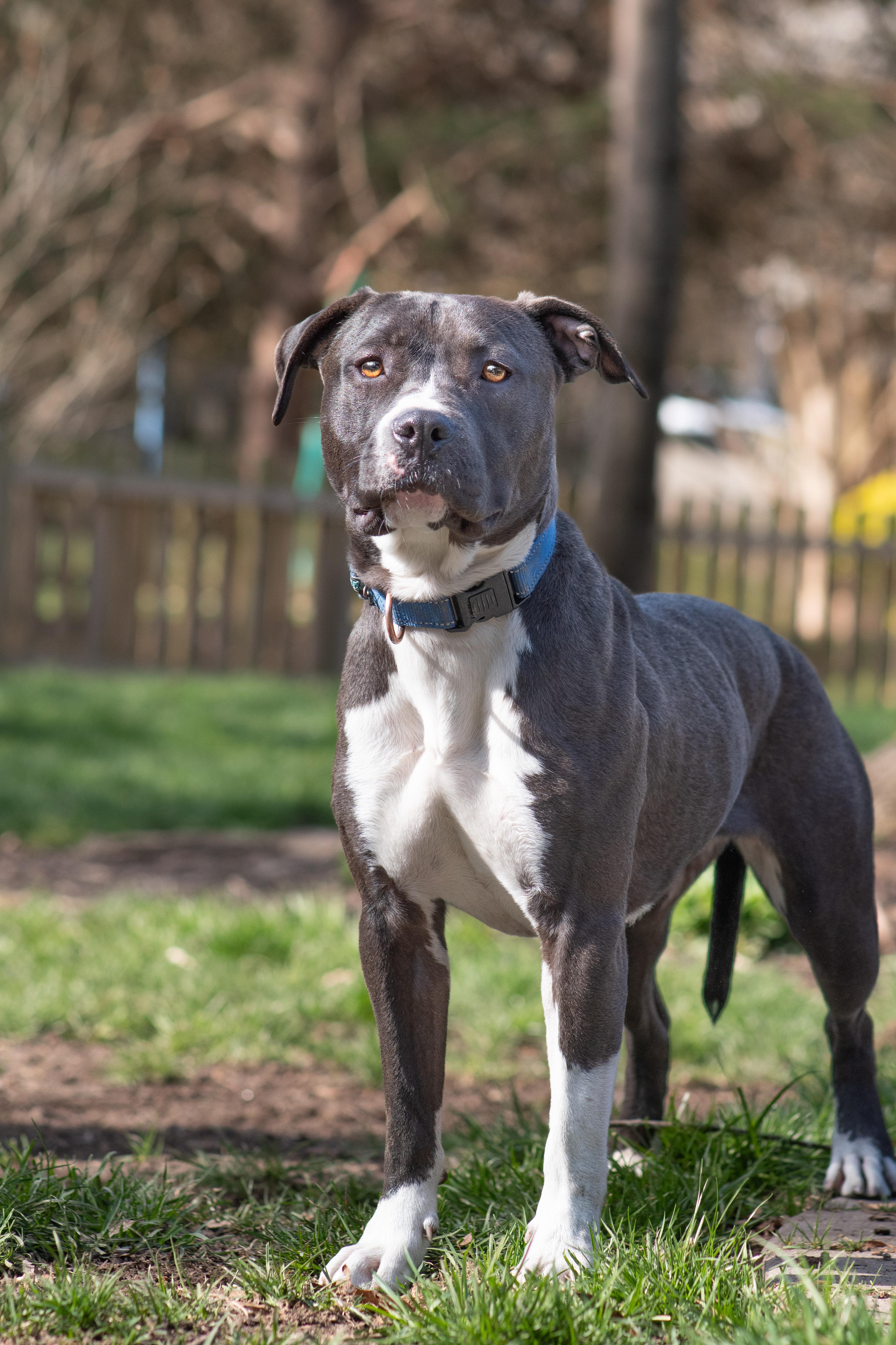 Enlarge Fawn, an adoption pending Pit Bull Terrier in Richmond, VA image 4/6