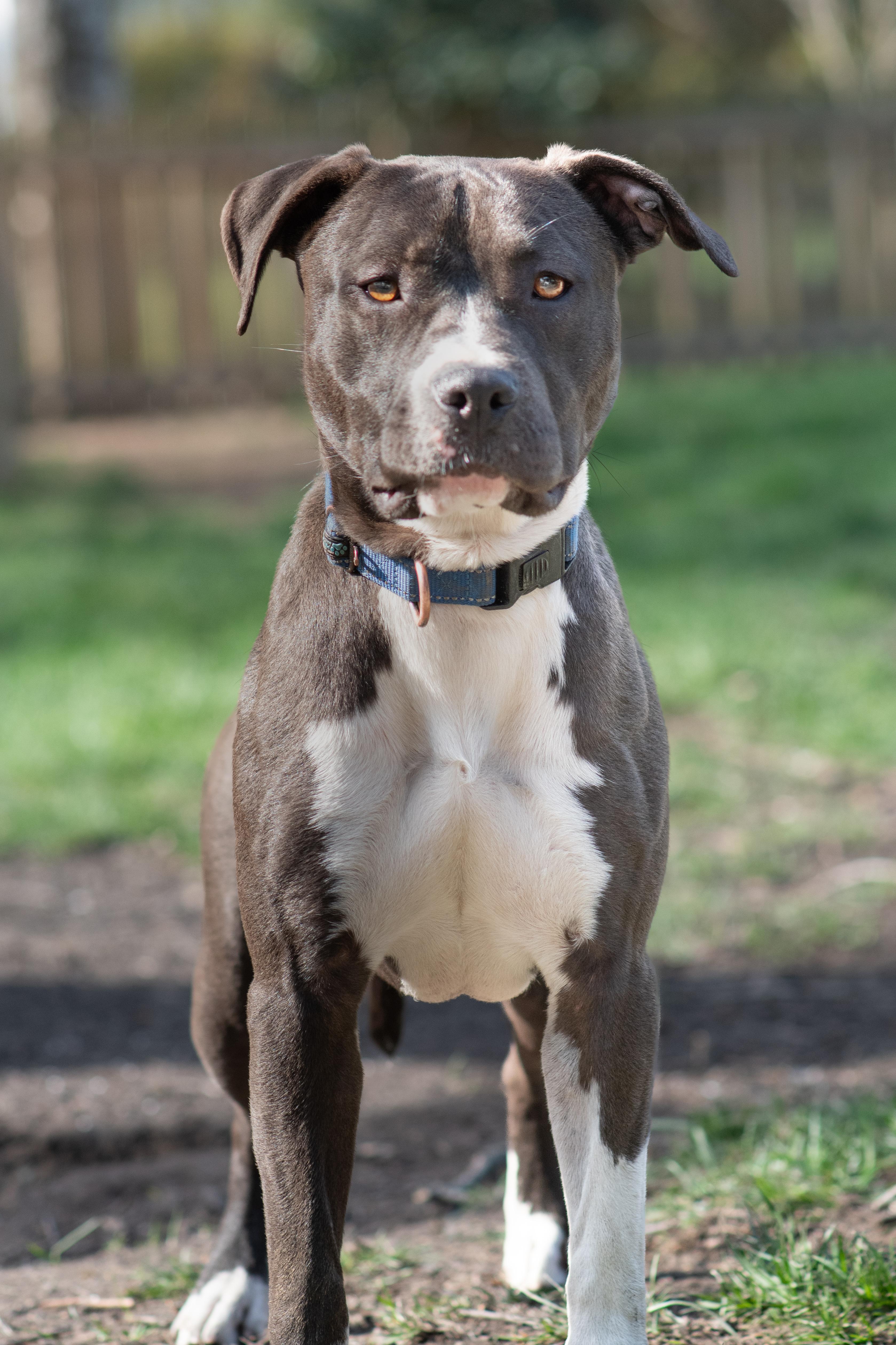 Enlarge Fawn, an adoption pending Pit Bull Terrier in Richmond, VA image 1/6