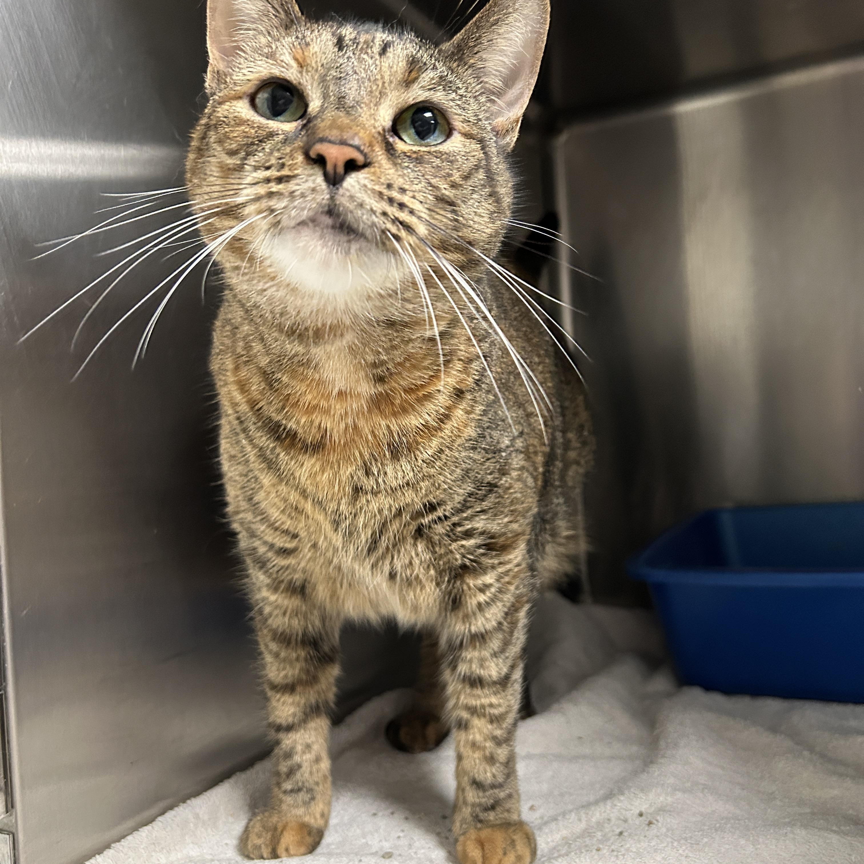 Fat Mama, Adult Female Torbie