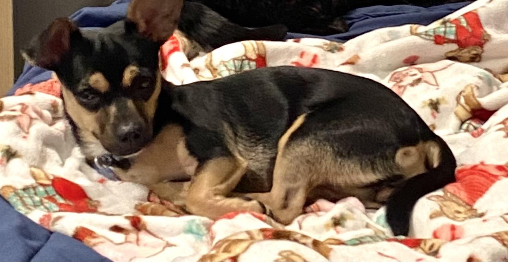 Enlarge Gigi, a Adopted mixed breed in Los Angeles, CA image 3/5