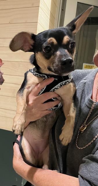 Enlarge Gigi, a Adopted mixed breed in Los Angeles, CA image 2/5