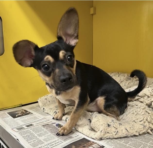 Enlarge Gigi, a Adopted mixed breed in Los Angeles, CA image 1/5