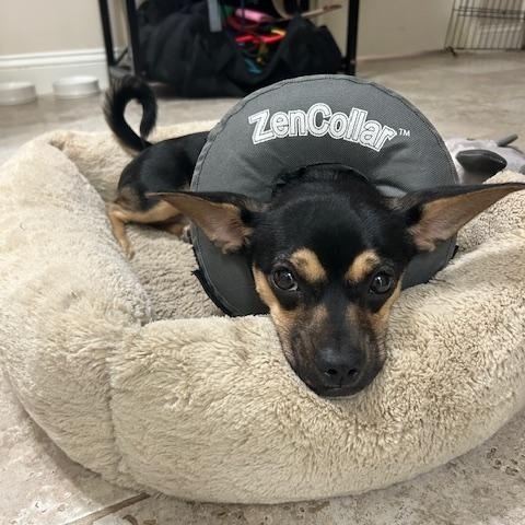 Enlarge Gigi, a Adopted mixed breed in Los Angeles, CA image 4/5