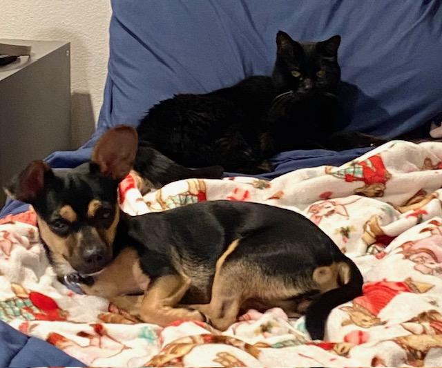 Enlarge Gigi, a Adopted mixed breed in Los Angeles, CA image 5/5