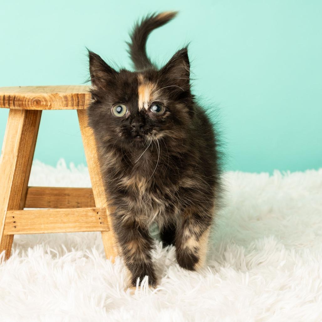 Kitty Cocktail, Adoptable, Kitten Female Domestic Medium Hair.