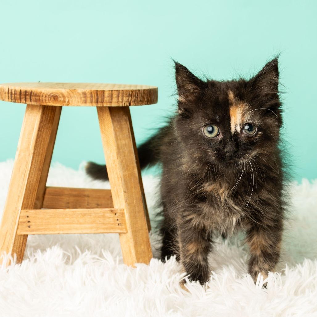 Kitty Cocktail, a Adoptable Domestic Medium Hair in St. Paul, MN image 3/6