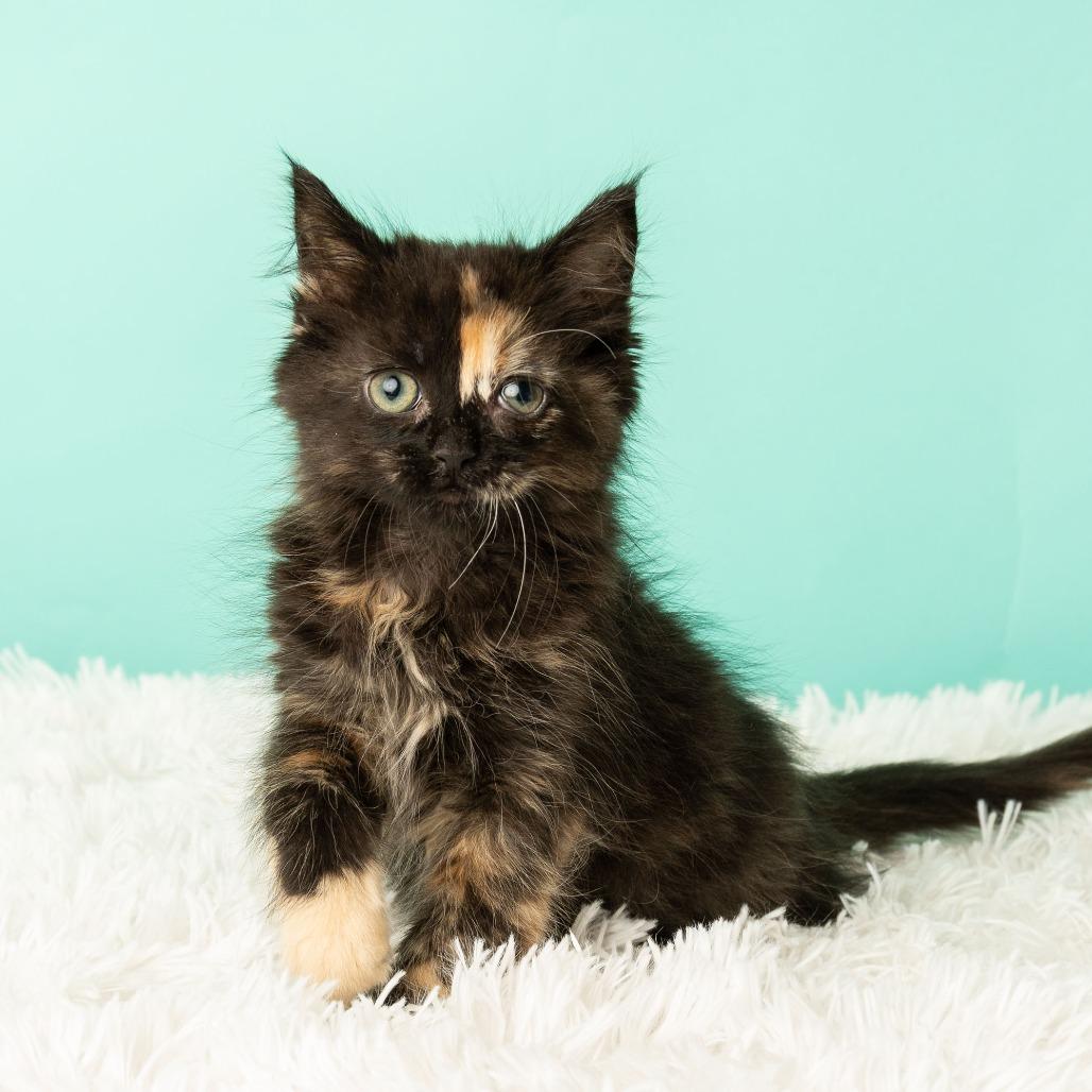 Kitty Cocktail, a Adoptable Domestic Medium Hair in St. Paul, MN image 4/6