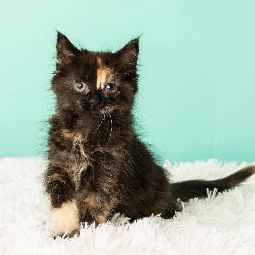 Kitty Cocktail, a Adoptable Domestic Medium Hair in St. Paul, MN image 5/6