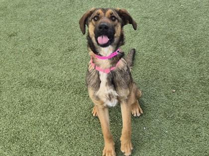 Tolie — thumbnail 2