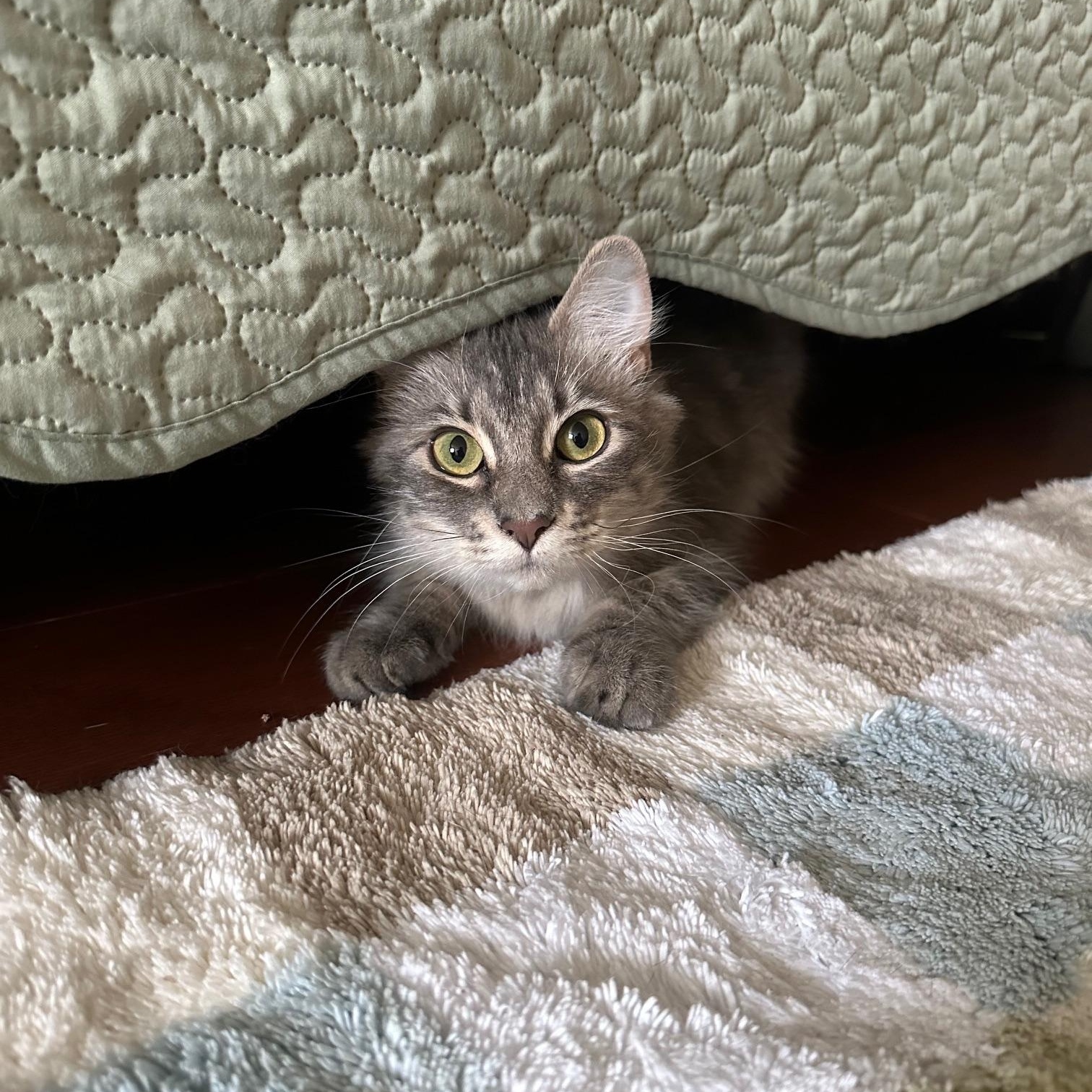 Enlarge Pecan, a ADOPTABLE Domestic Medium Hair in Savannah, GA image 3/4