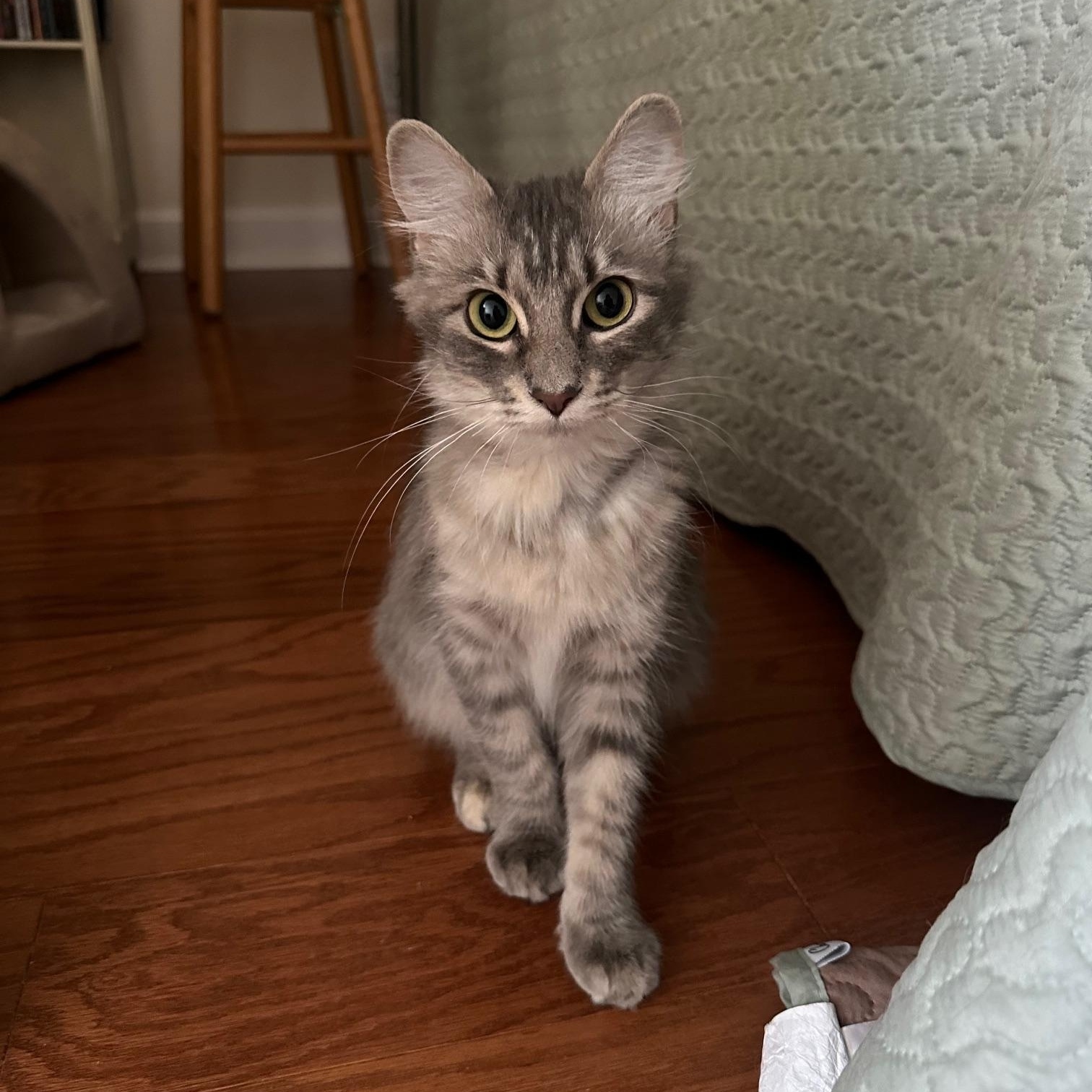 Enlarge Pecan, a ADOPTABLE Domestic Medium Hair in Savannah, GA image 4/4