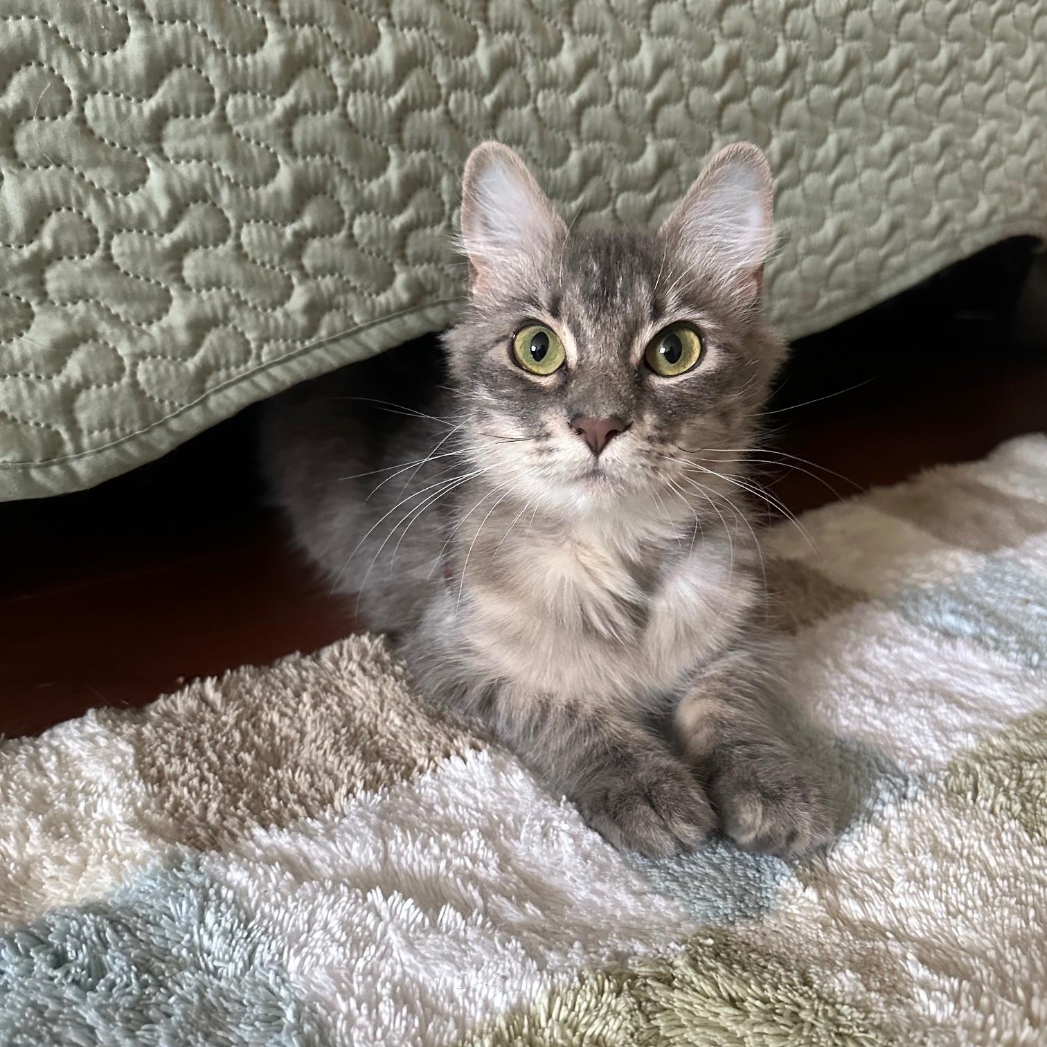 Pecan, ADOPTABLE, Kitten Female Domestic Medium Hair.