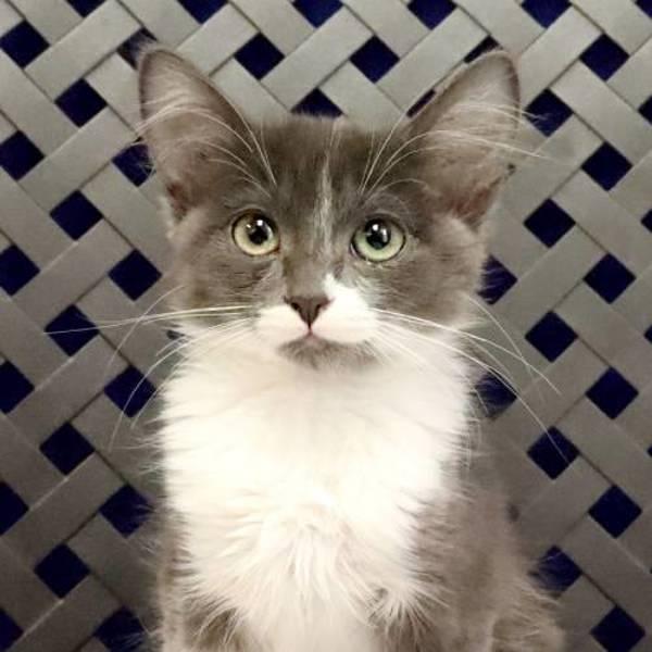 Enlarge Alex, a Adoptable mixed breed in Midland, TX image 1/1