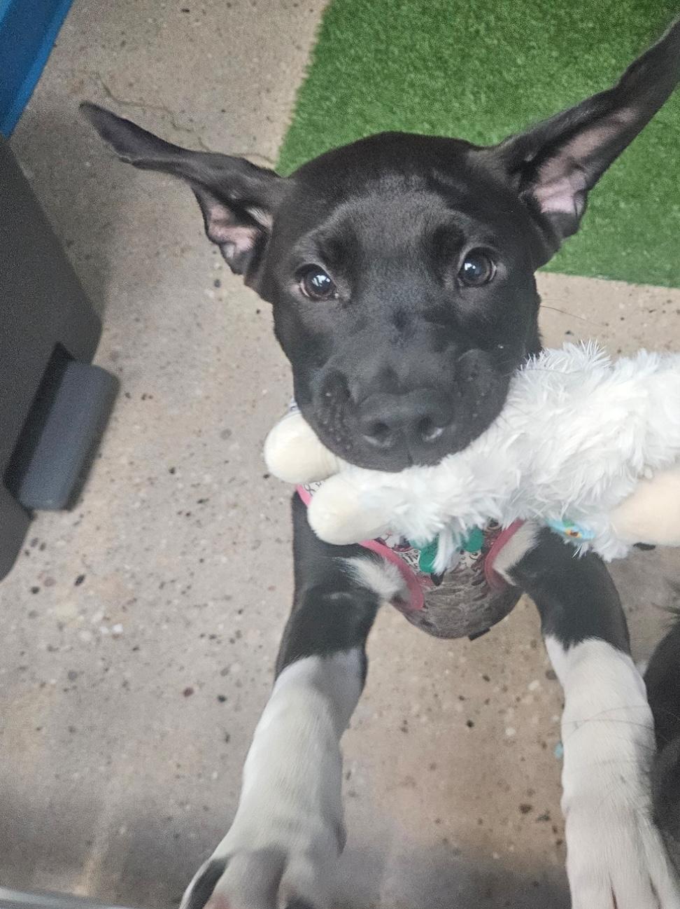 Enlarge Lindy, a Adoptable mixed breed in Aurora, IL image 2/6