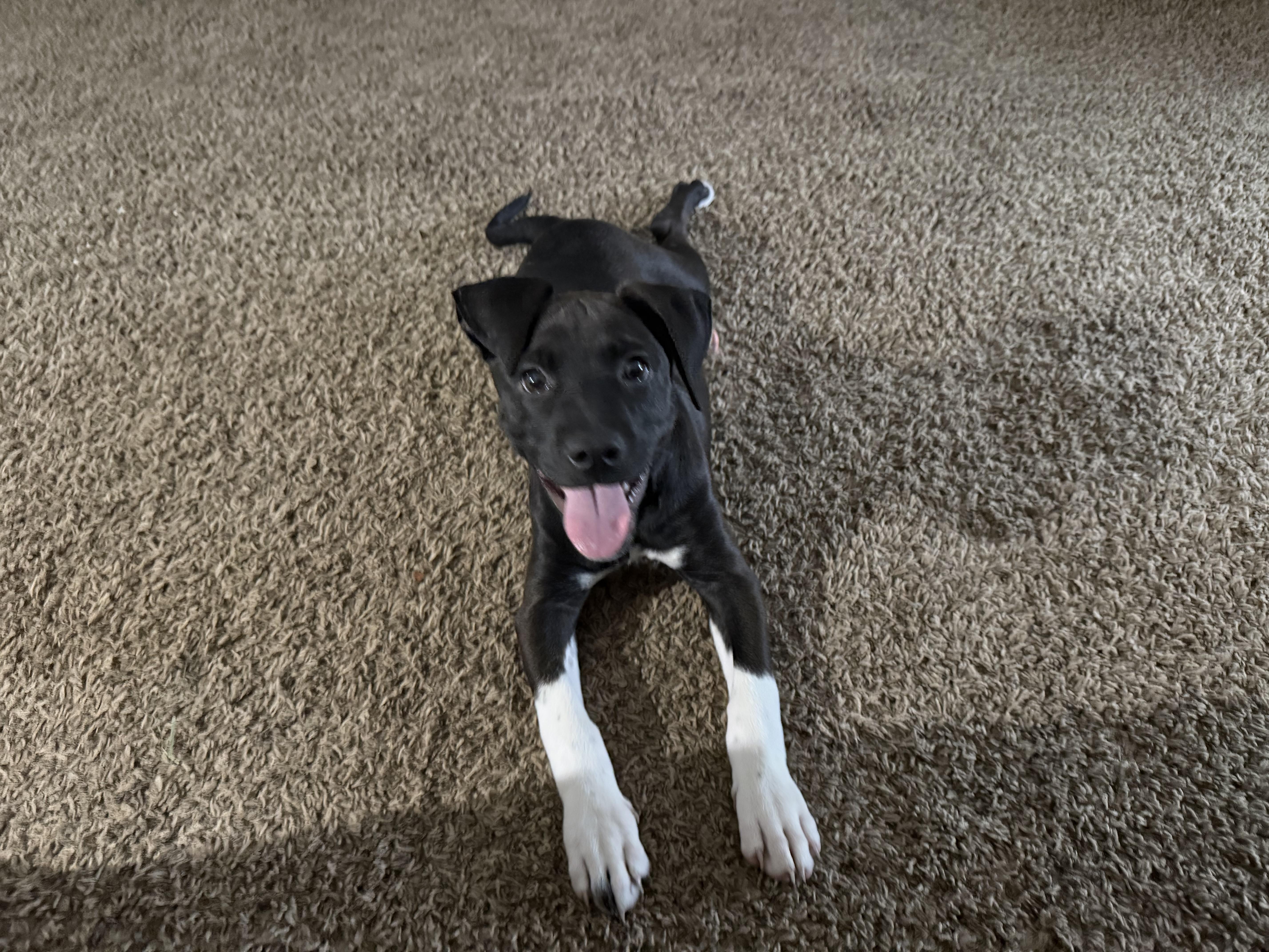 Enlarge Lindy, a Adoptable mixed breed in Aurora, IL image 4/6