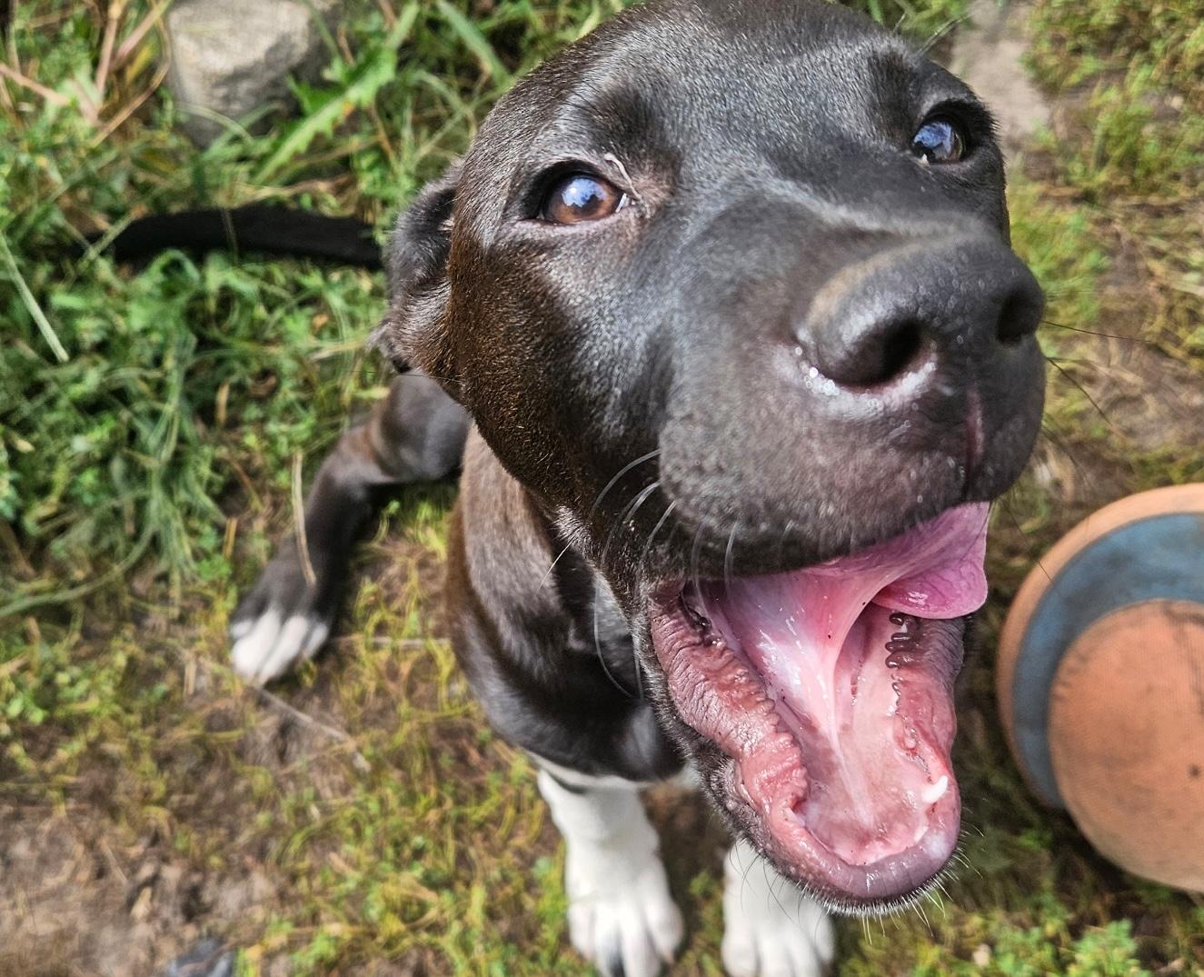 Enlarge Lindy, a Adoptable mixed breed in Aurora, IL image 2/6