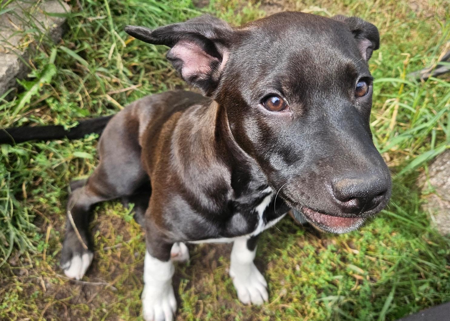 Enlarge Lindy, a Adoptable mixed breed in Aurora, IL image 1/6