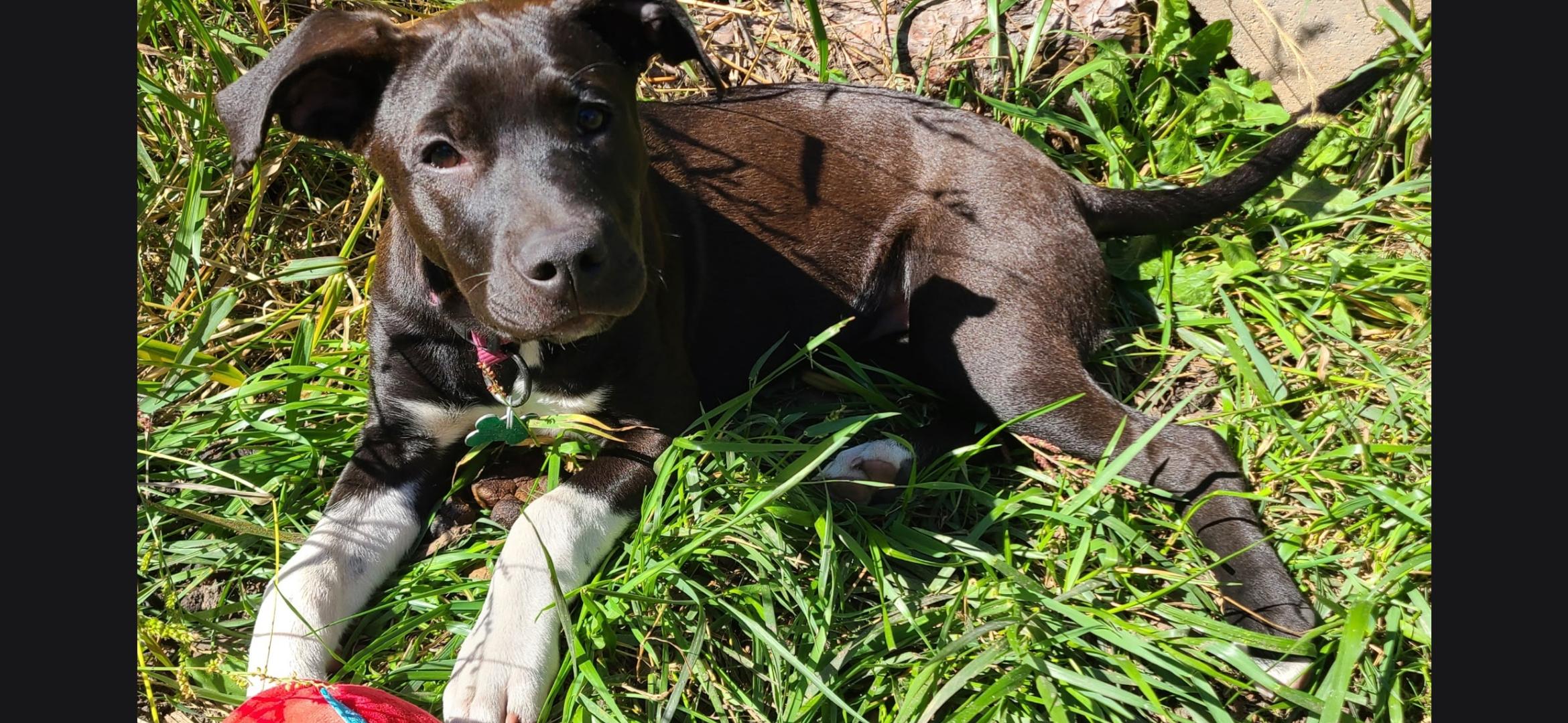 Enlarge Lindy, a Adoptable mixed breed in Aurora, IL image 1/6