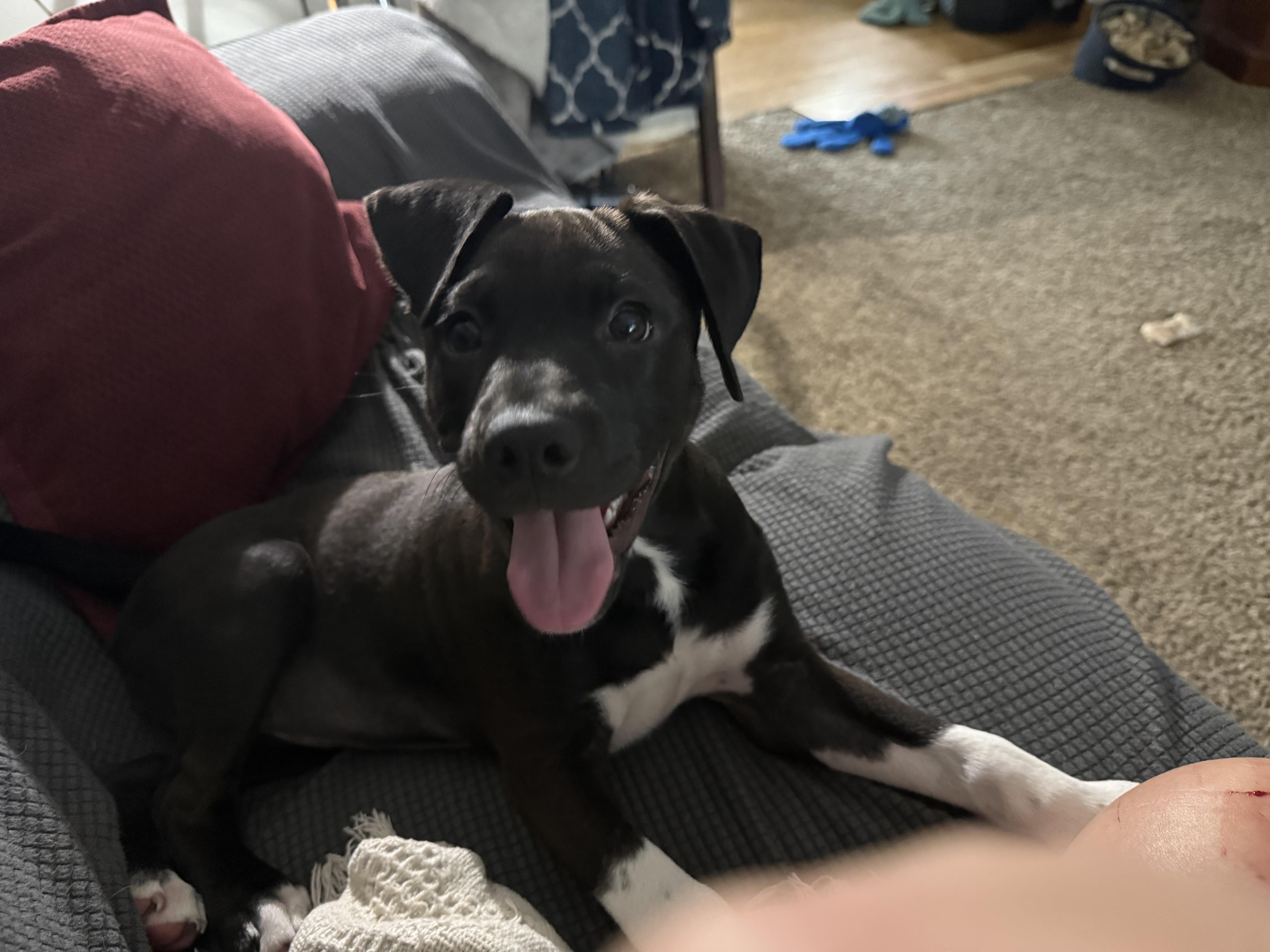 Enlarge Lindy, a Adoptable mixed breed in Aurora, IL image 3/6