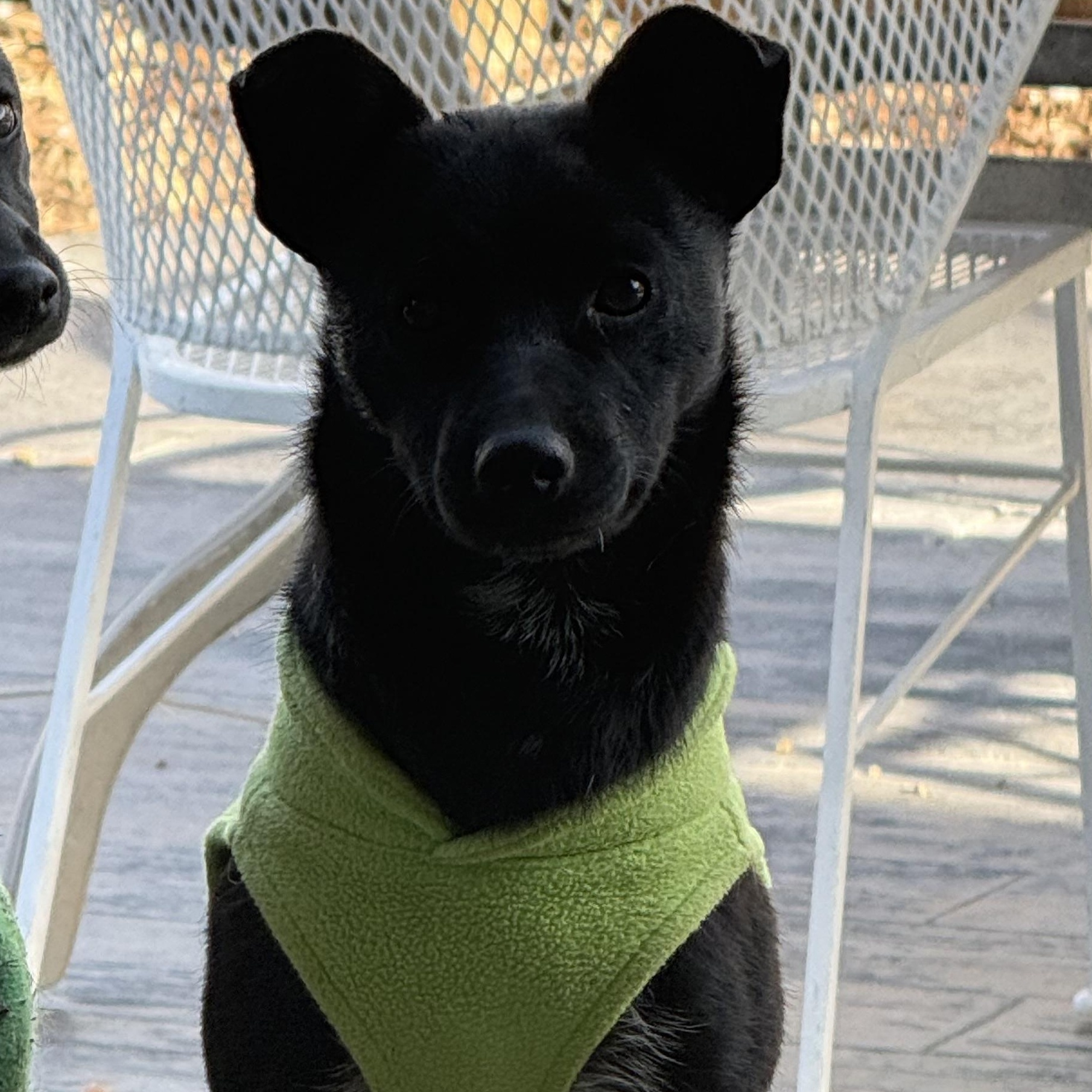 Norma, ADOPTABLE, Puppy Female Chihuahua & Jack Russell Terrier.