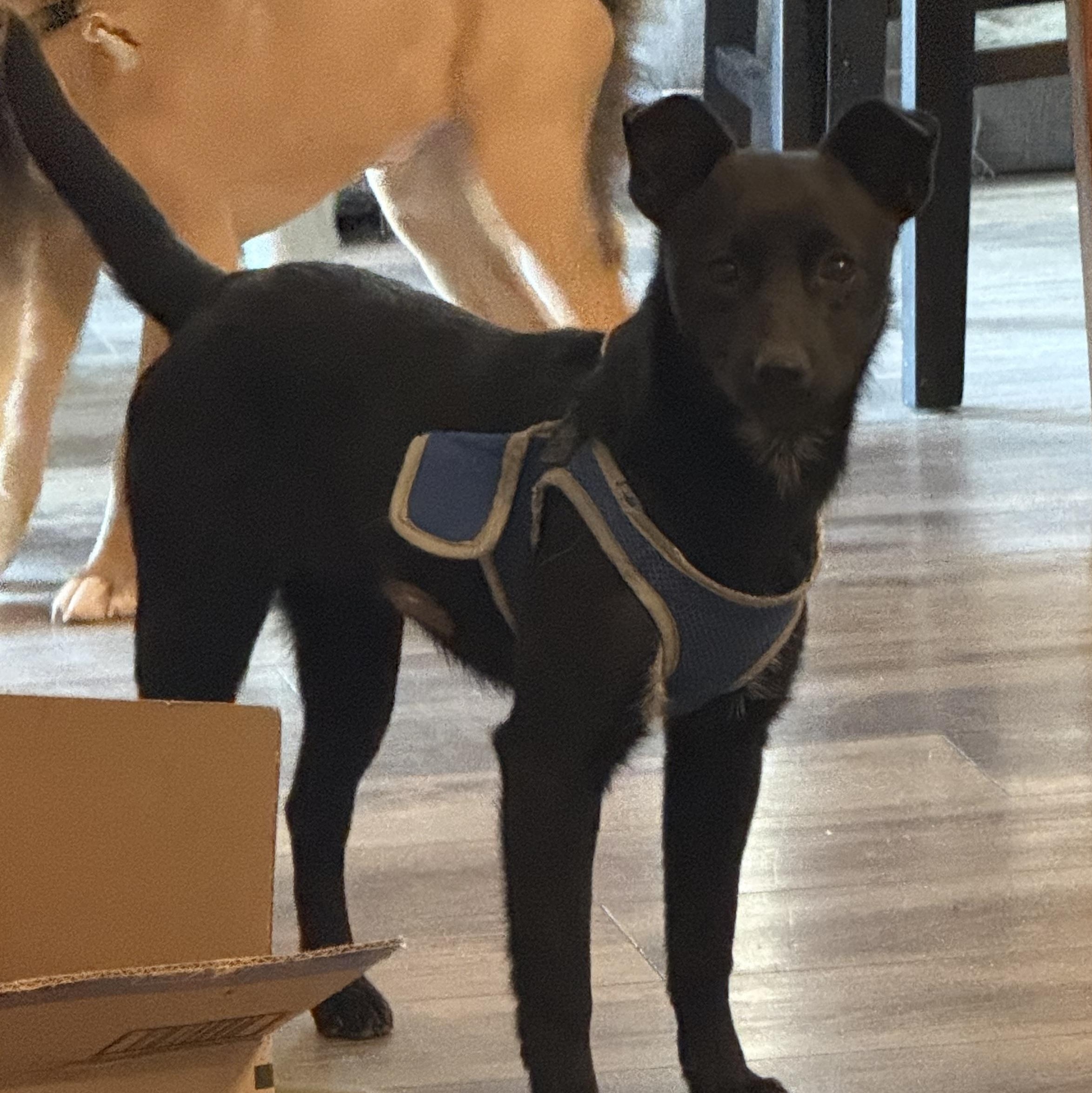 Norma, a ADOPTABLE mixed breed in Littleton, CO image 1/2