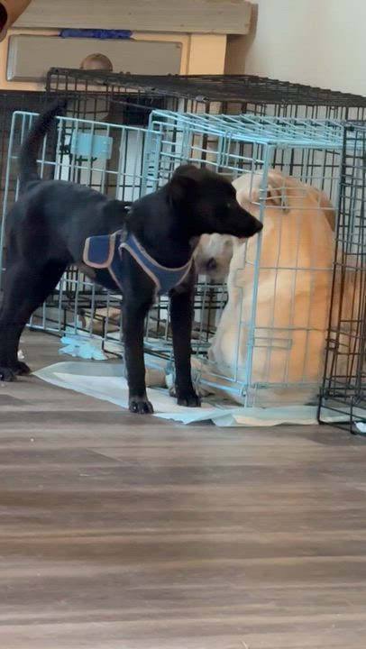 Enlarge Norma, a ADOPTABLE mixed breed in Littleton, CO video 2/2