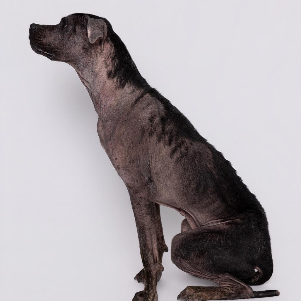 Henry, Adoptable, Adult Male Mixed Breed.