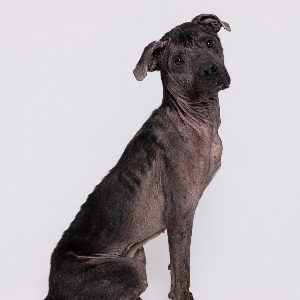 Enlarge Henry, a Adoptable mixed breed in Leander, TX image 2/5