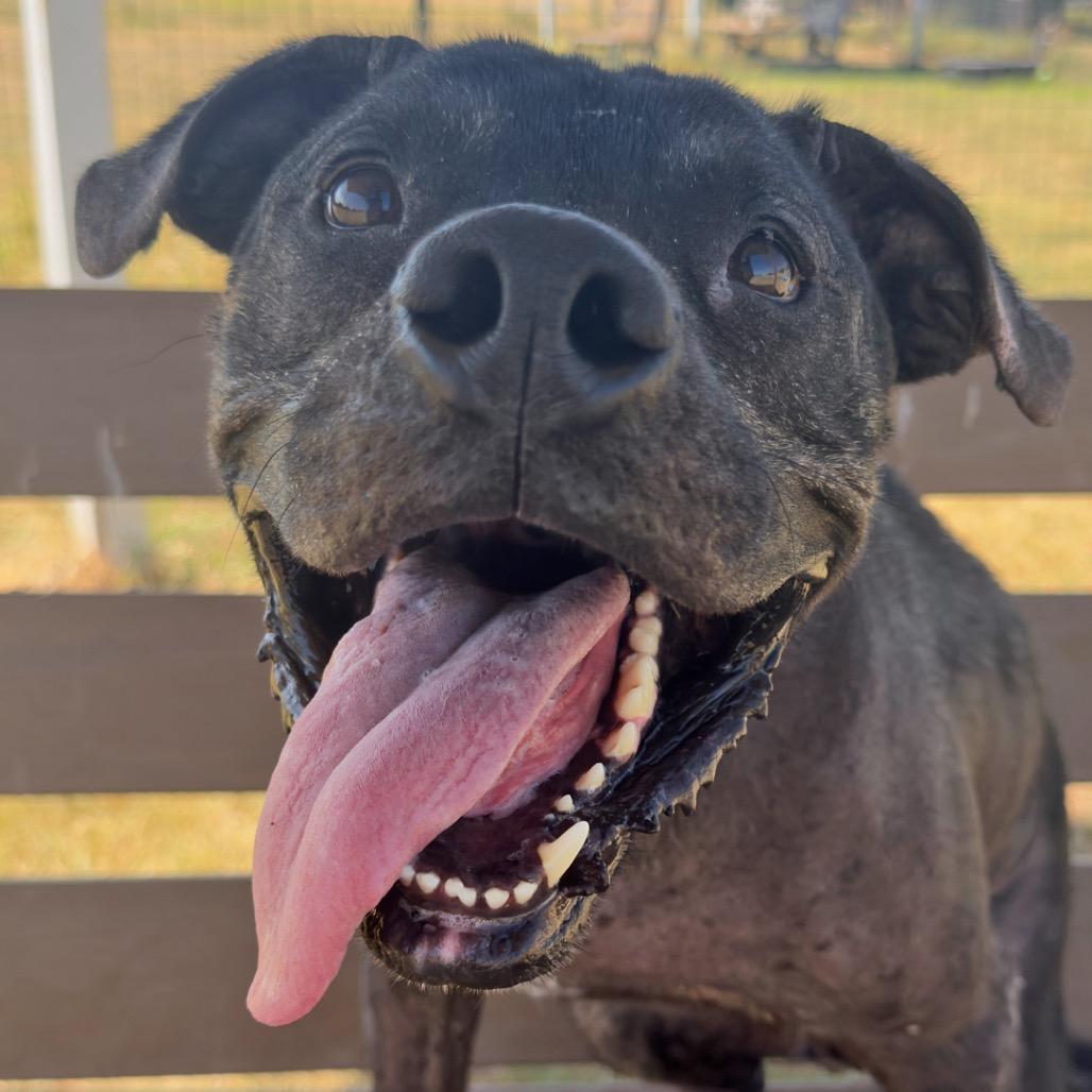 Henry, a Adoptable mixed breed in Leander, TX image 2/6