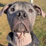 Enlarge Henry, a Adoptable mixed breed in Leander, TX image 1/1