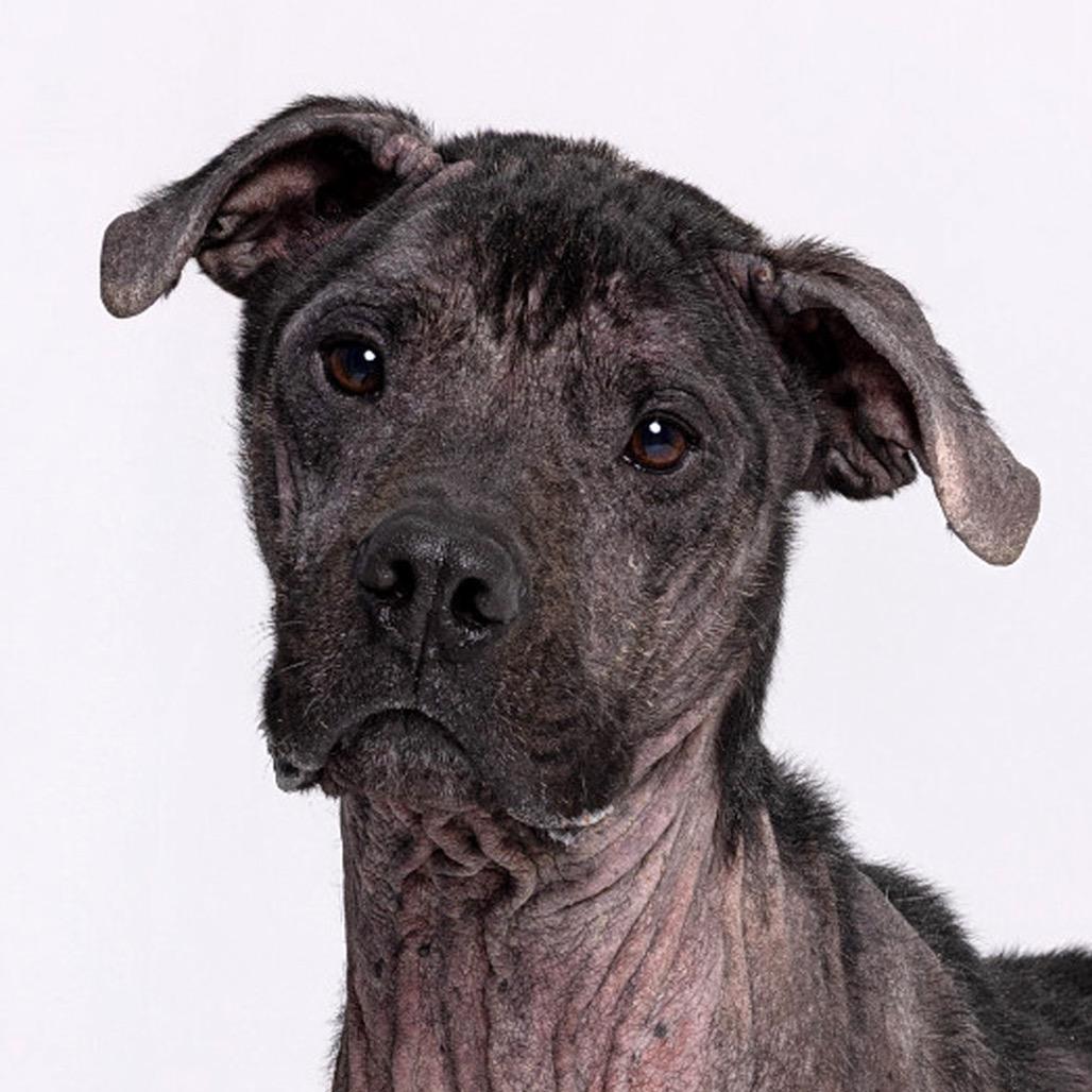 Enlarge Henry, a Adoptable mixed breed in Leander, TX image 4/5