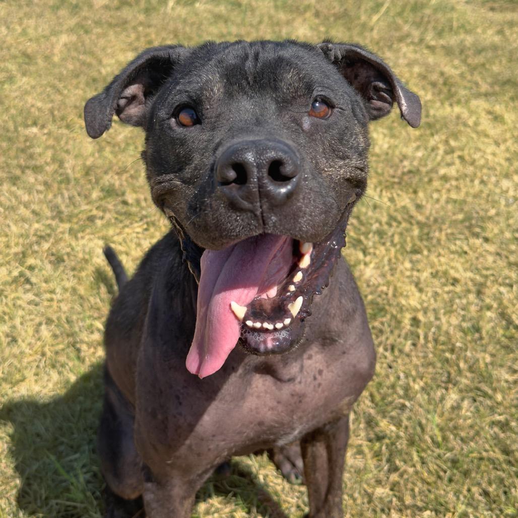 Henry, a Adoptable mixed breed in Leander, TX image 5/6