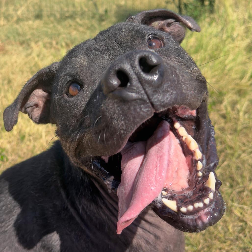 Henry, a Adoptable mixed breed in Leander, TX image 6/6