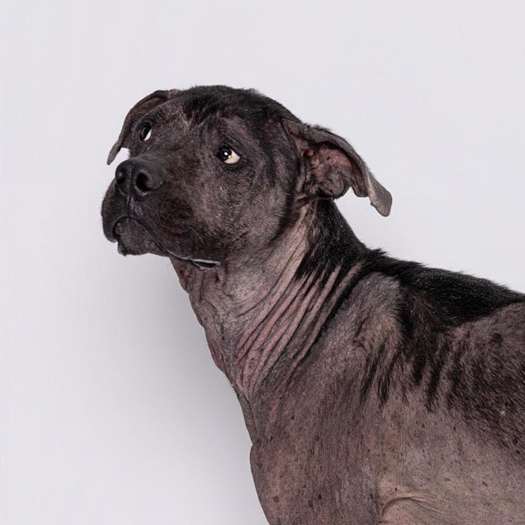 Enlarge Henry, a Adoptable mixed breed in Leander, TX image 5/5