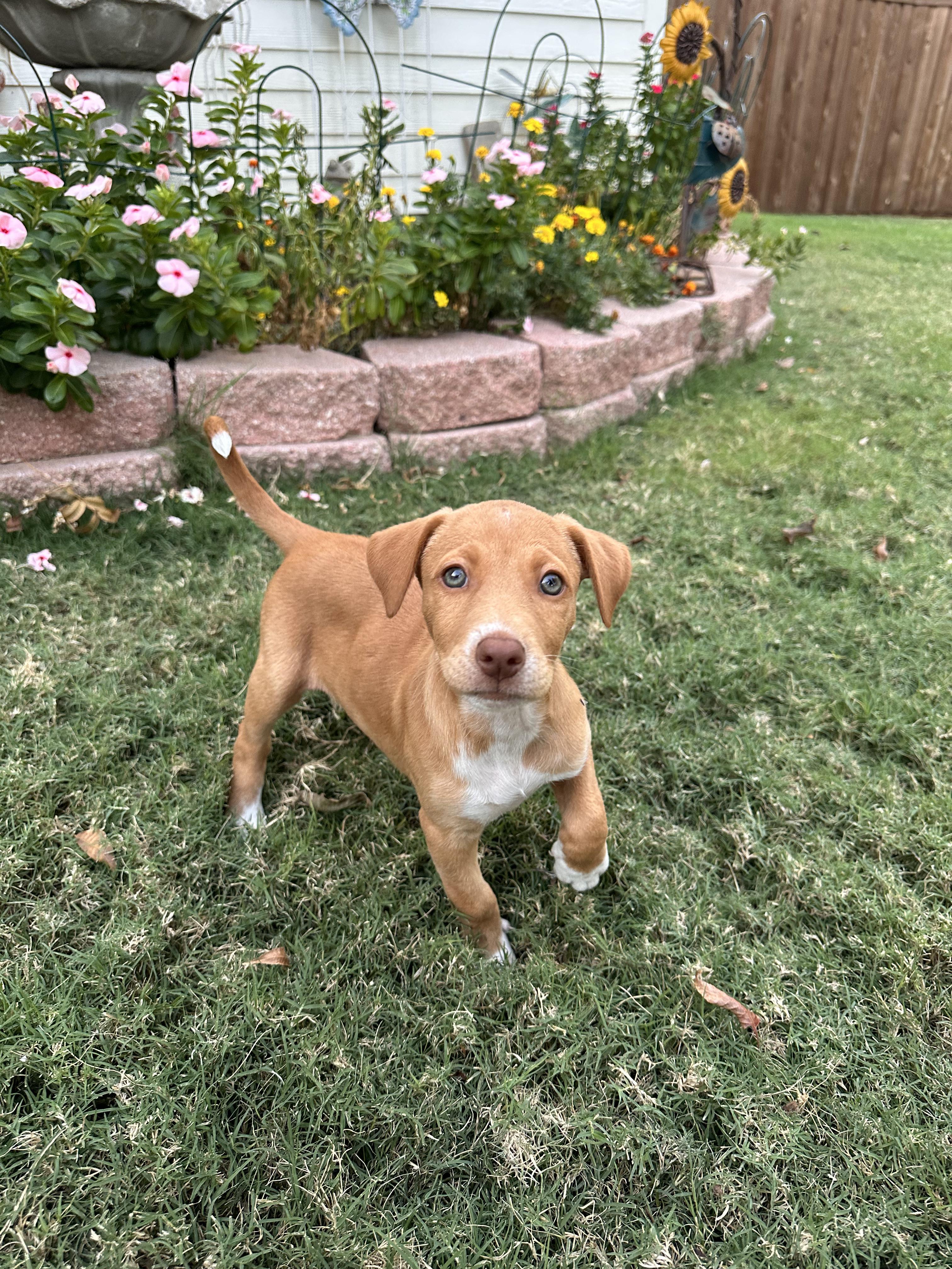 Enlarge Sabrina, an adopted mixed breed in Southlake, TX image 1/2