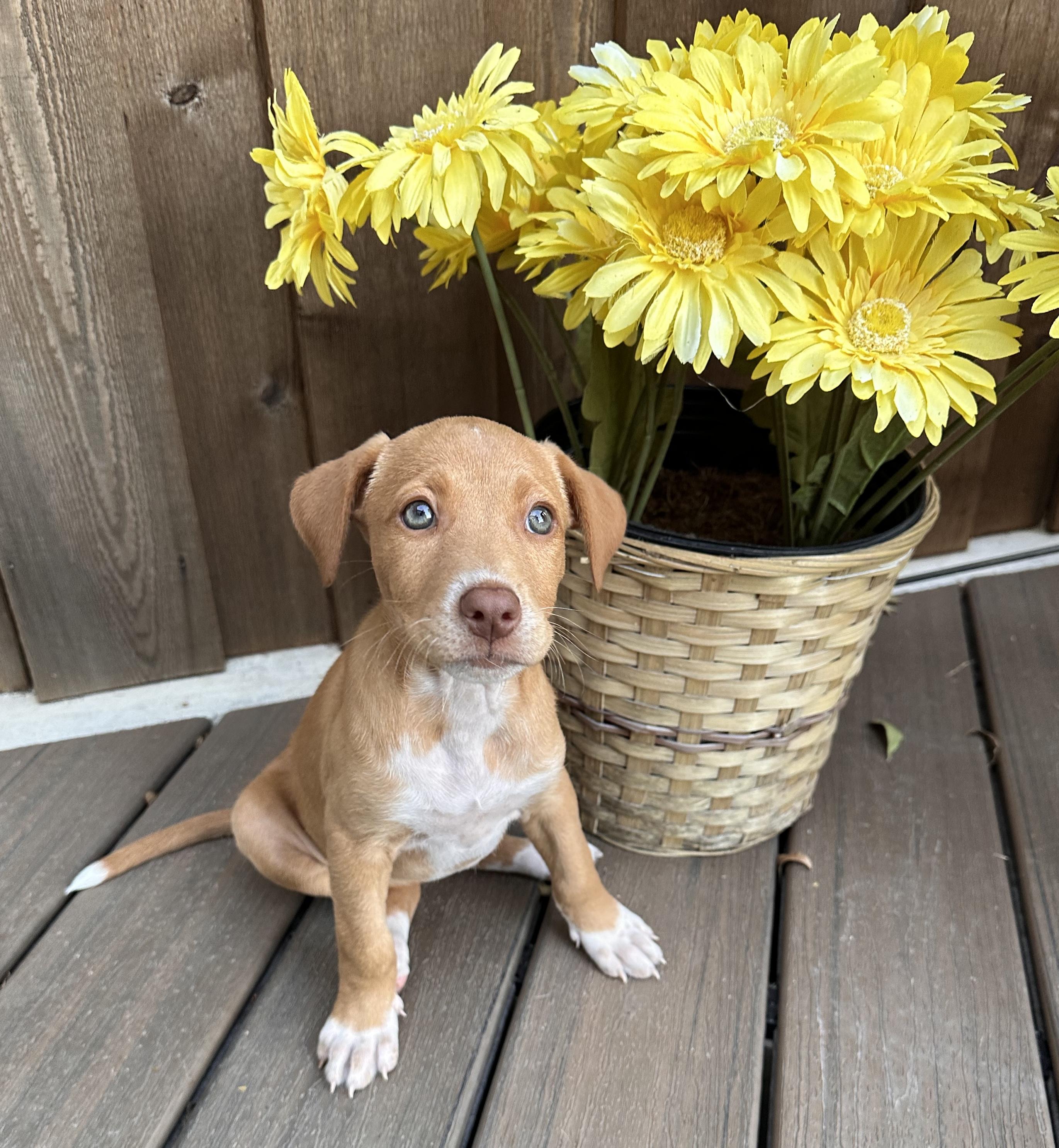 Enlarge Sabrina, an adopted mixed breed in Southlake, TX image 2/2