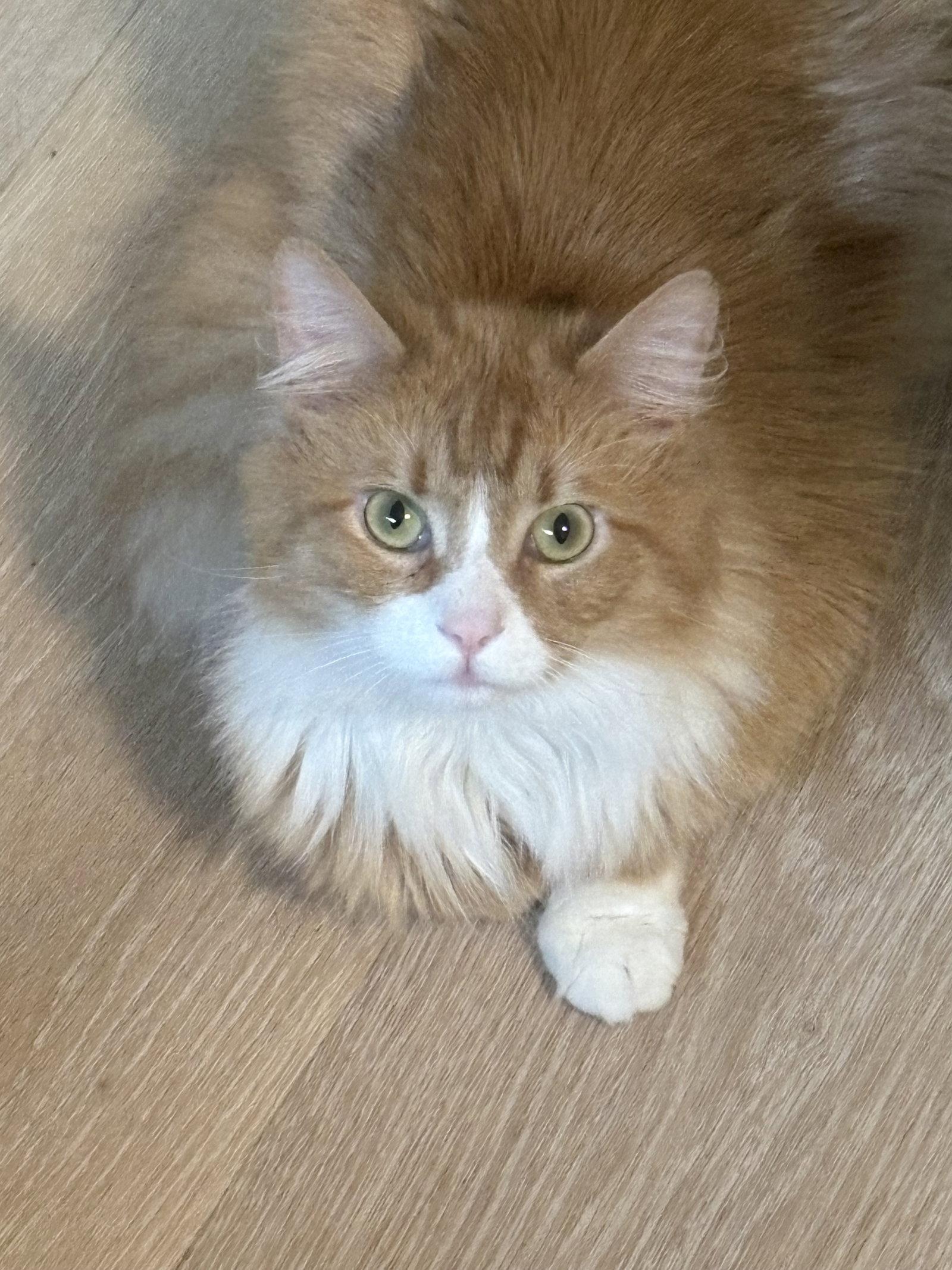 Baybee, Adoptable, Adult Male Maine Coon & Domestic Long Hair.