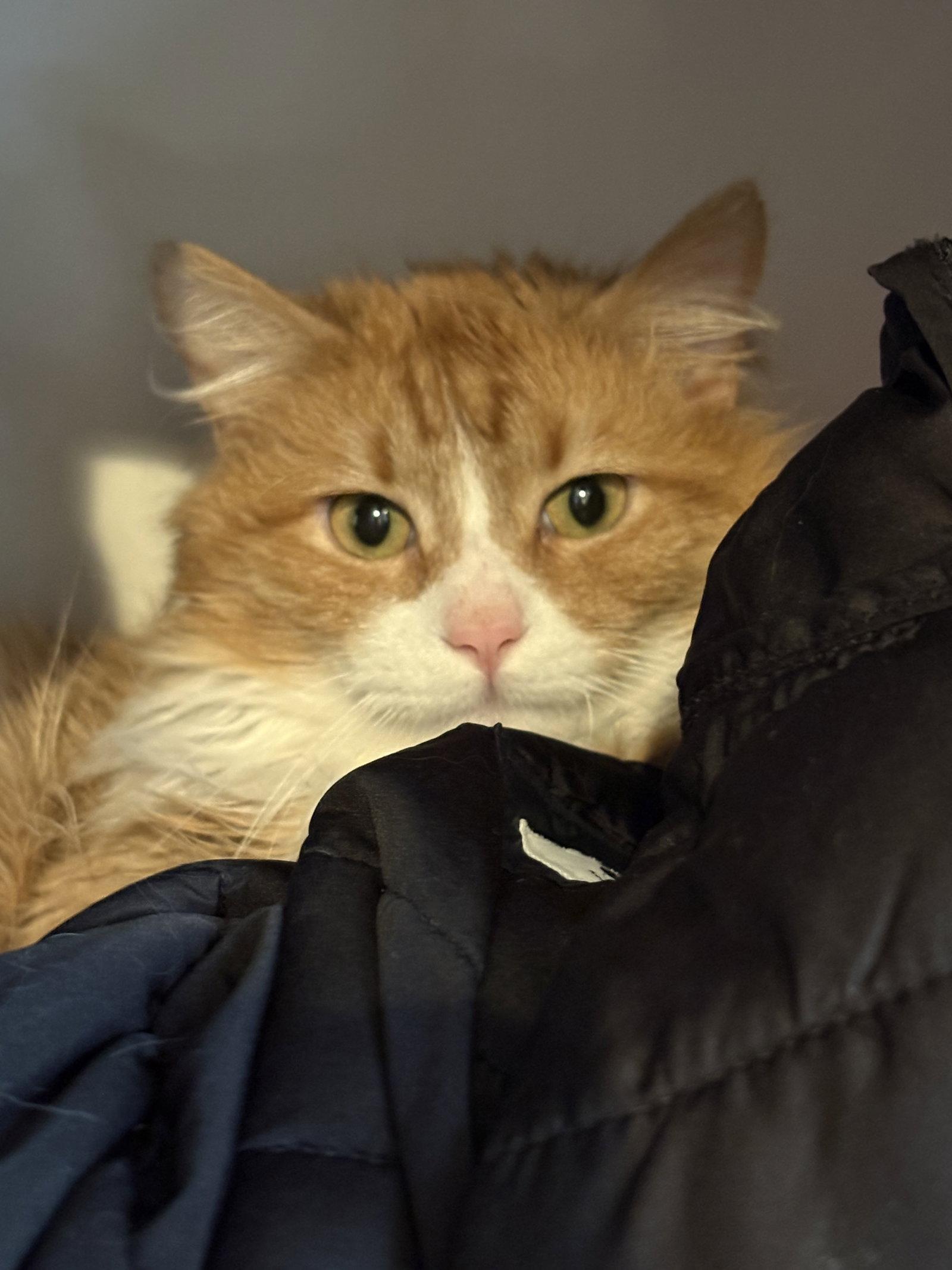 Baybee, Adoptable, Adult Male Maine Coon & Domestic Long Hair.