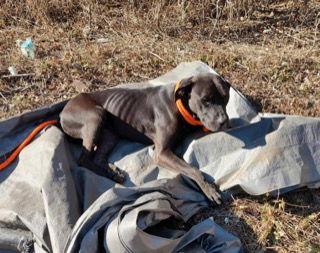 Enlarge Flower, a Adoptable mixed breed in St. Louis, MO image 1/3