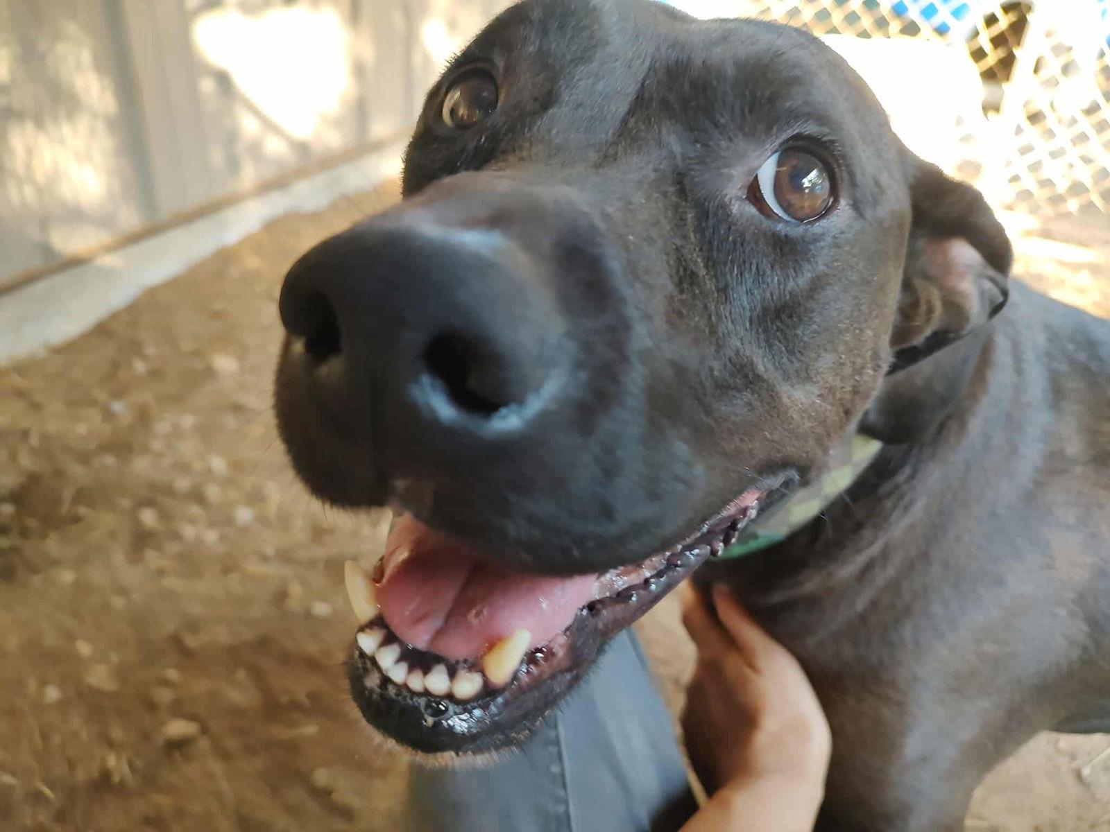 Enlarge Flower, a Adoptable mixed breed in St. Louis, MO image 2/3