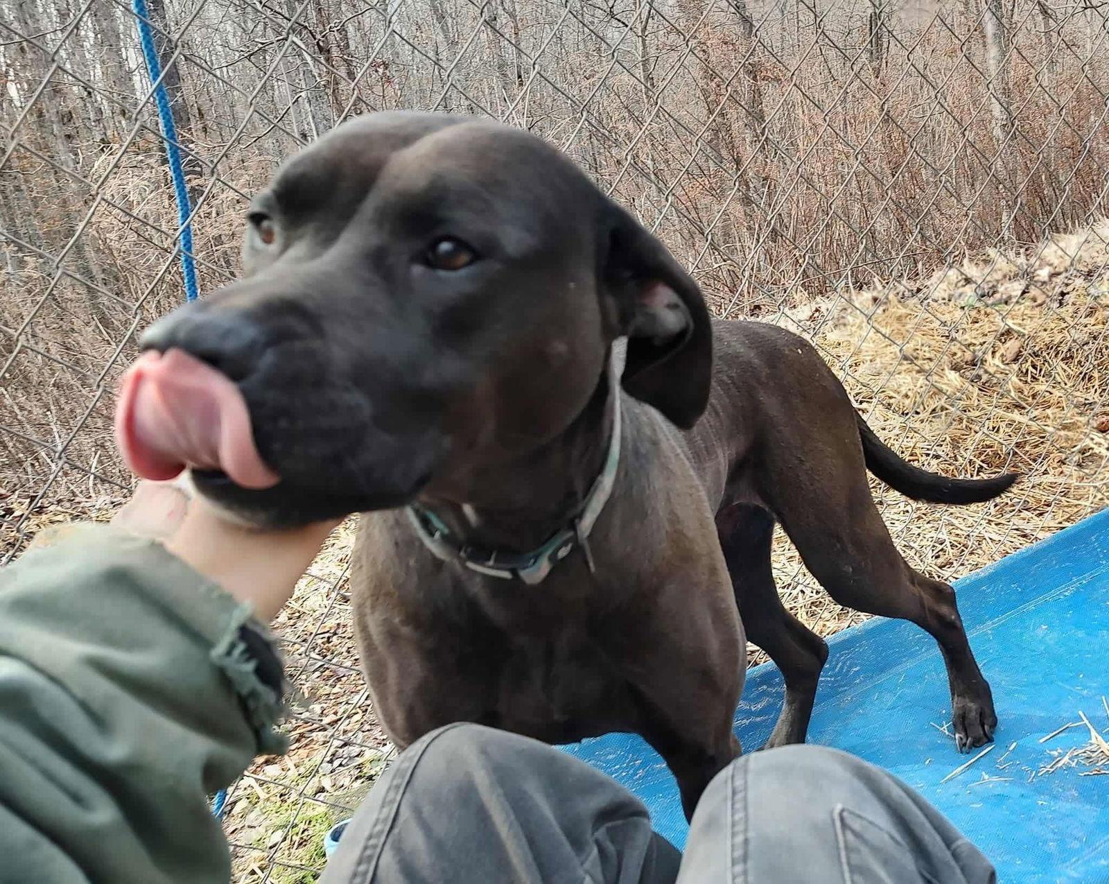 Enlarge Flower, a Adoptable mixed breed in St. Louis, MO image 3/3