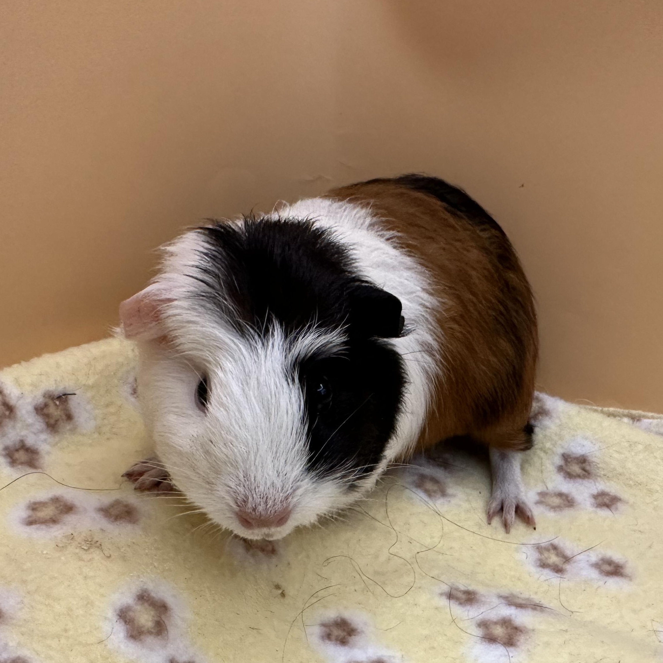 Enlarge Harriett, a Adoptable Guinea Pig in Eagle River, AK image 1/2