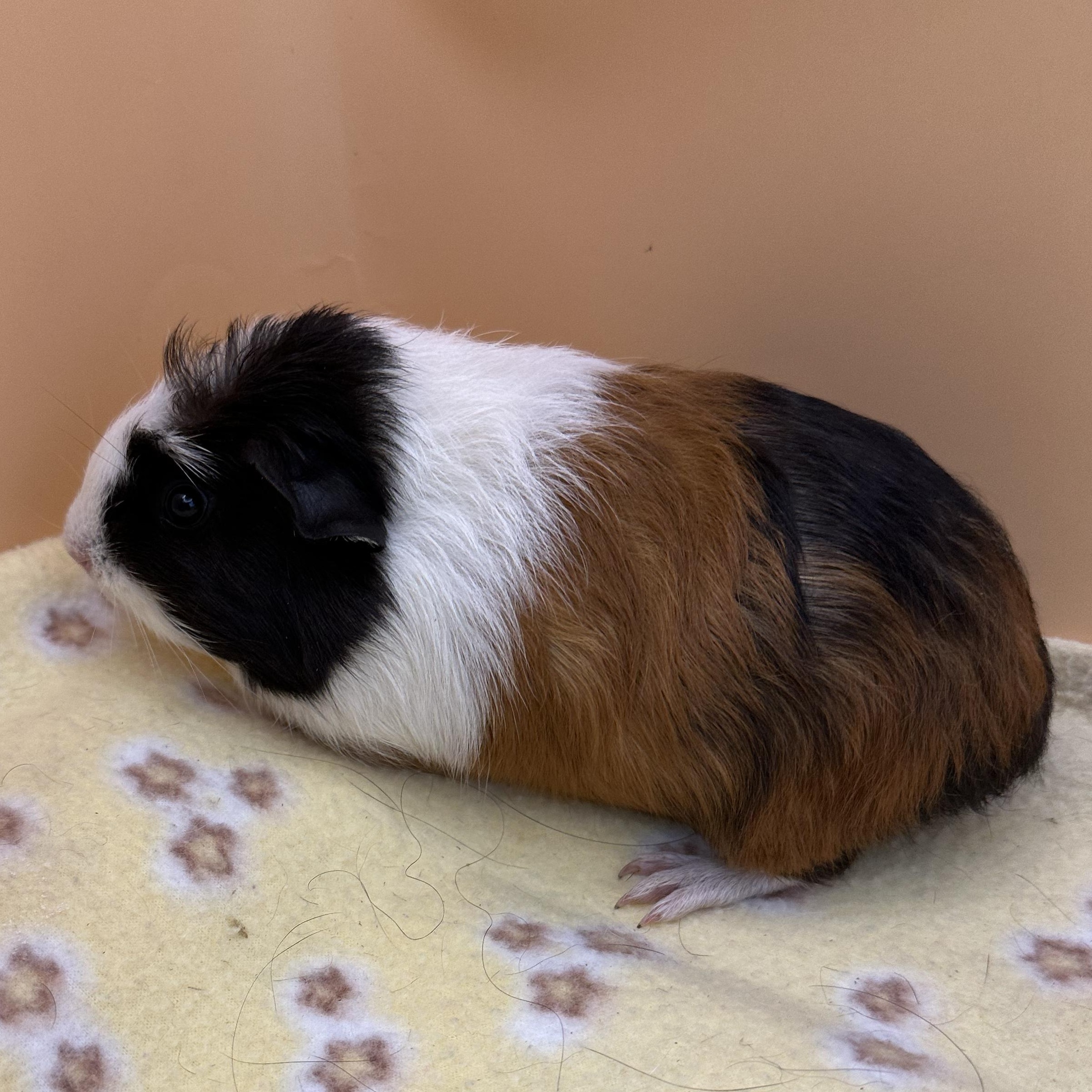 Enlarge Harriett, a Adoptable Guinea Pig in Eagle River, AK image 2/2