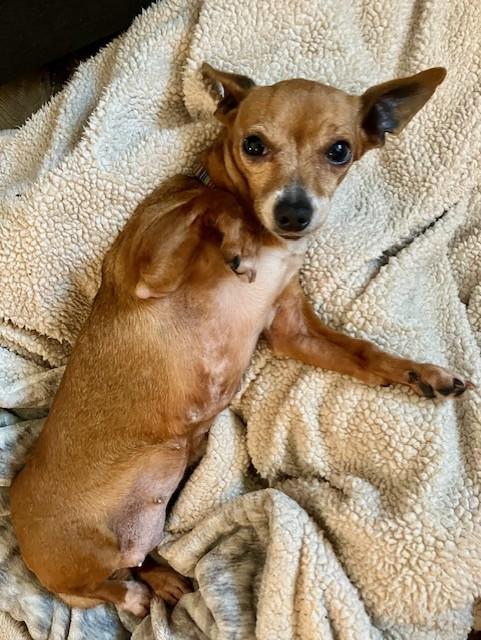 Sabine, Adoptable, Young Female Chiweenie.