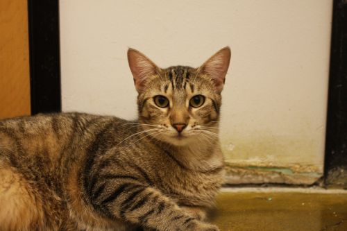 POUNCE photo 1