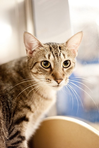 POUNCE photo 2