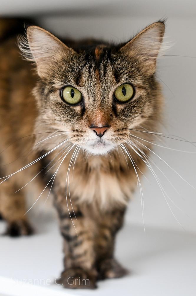 Faye Dunaway, a Adoptable mixed breed in New Orleans, LA image 4/6
