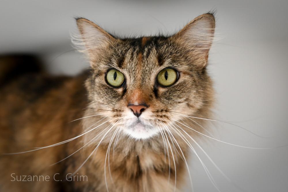 Faye Dunaway, a Adoptable mixed breed in New Orleans, LA image 5/6